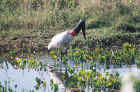 JabiruStork1.jpg (170457 bytes)