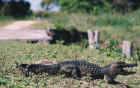 Cayman basking in the sun on a private road