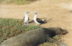 Blue-footed boobies in courtship ritual