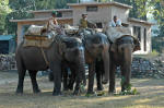 Corbett National Park