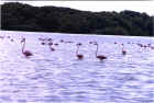 Pink Flamingoes