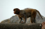 Denizen of the tomb complex