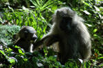 Lake Manyara National Park