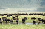 Ngorongoro Conservation Area