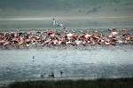 Ngorongoro Conservation Area