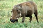 Ngorongoro Conservation Area