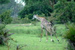 Selous Game Reserve