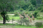 Selous Game Reserve