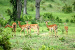 Selous Game Reserve