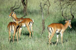 Serengeti National Park